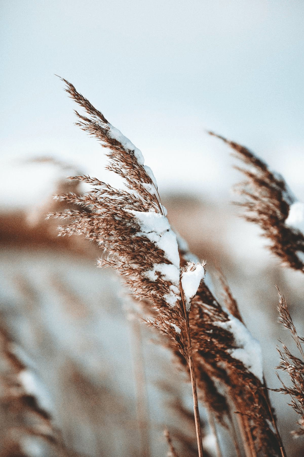 image of grass covered in snow
