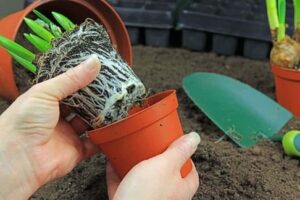 Image of a small plant being re-potted, representing growth mindset. 