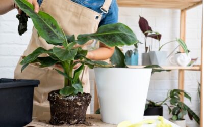 Root-Bound or Growth Mindset?