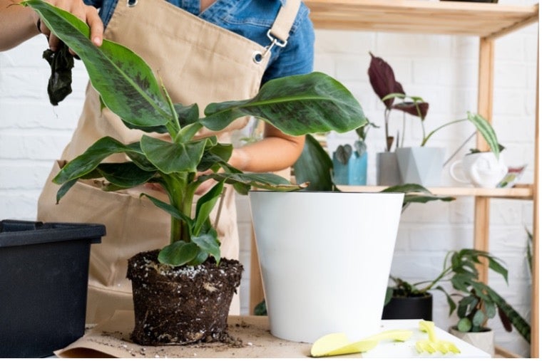 Root-Bound or Growth Mindset?